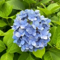 紫陽花