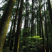 延岡ふるさと里山のチカラ再発見写真館NO3517