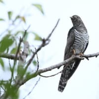 カッコウ幼鳥