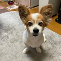 日替り