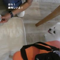 ぷくのご飯がお気に入り？