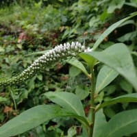 花の三ノ峠山歩き(12)　2025/06/27