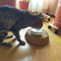 ありがとう村 豆猫日記 すべてはうまく行っている