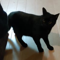 猫軍団♪