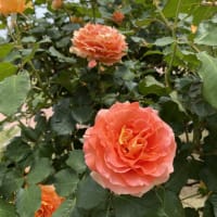 敷島公園のバラが満開です