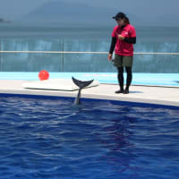 四国水族館Ⅲ