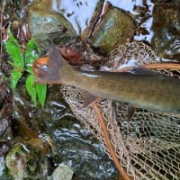 ３６ｃｍ、３８ｃｍ尺上連発、イワナの季節到来だ！