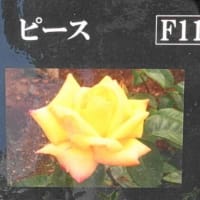 ピース　〈Peace　バラ〉　
