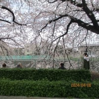 桜咲きましたね(^^♪