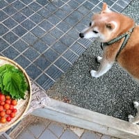 日本最小の啄木鳥・コゲラの秘密？