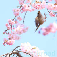 桜と目白と鶯と