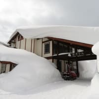 裏磐梯！花きりん史上最大の雪が降ってます！お車の方は十分な装備で！