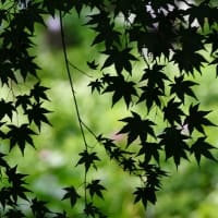 青紅葉のシルエット