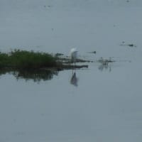 江津湖畔を歩く