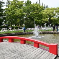 花しょうぶの彩りを楽しむ油ヶ渕の水辺と応仁寺-3
