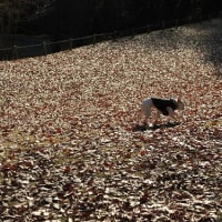 落ち葉の絨毯　～ fallen leaves ～