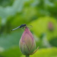 にしさんの花日記　上野公園　不忍池　蓮