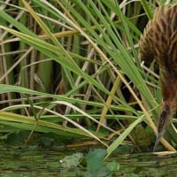 ホシアサガオ　マルバルコウ　星朝顔 ヒルガオ科　野に咲く小指の爪ほどの朝顔です。今日の野鳥：ヨシゴイ