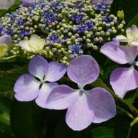 梅雨が似合う「あじさい」