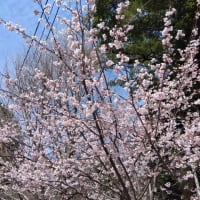 桜が咲いたニャ(=^・^=)(=^・・^=)
