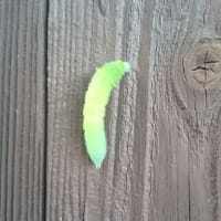 モスラ