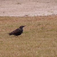 玉虫色のタゲリさん