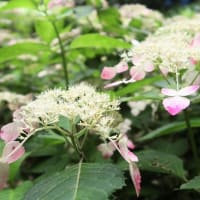 高架下の紫陽花