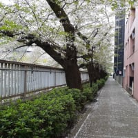 神田川、今年の桜の見納めです。