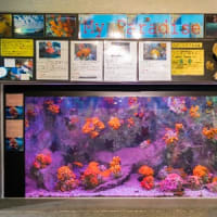 淡島水族館2Fの生き物 FILE:7　ふれあい水槽