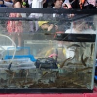 わんぱく遊び隊！通信　2025年7月6日(日)川で魚とりをしよう！