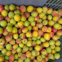 明日の料理教室で先生が梅を使うと言うのでチョットだけもらいました(^_-)
