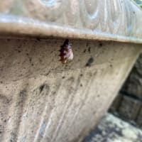 蝶になって出て行った