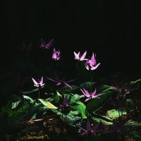 カタクリの花