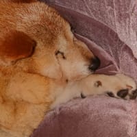 夏が来たー