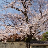 染井吉野桜も開花