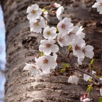 トランプ関税・ドラマのゆくえ　②