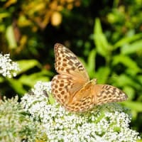 翌朝も鹿沢園地から