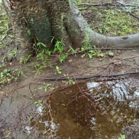 オサンポ walk - 植物plant : 雨上がりの After stop raining
