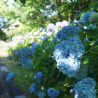 志摩市「大慈寺のあじさい」を見てきました～(^^) 2025