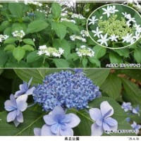 公園の花