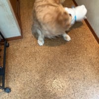 ください