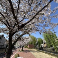 広瀬川河畔公園　さくら　／　前橋市