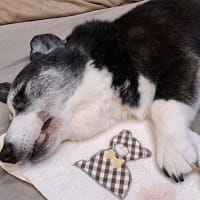 秋寒の一日アリスを送る