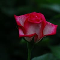 薔薇①