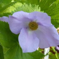春　満開の花々