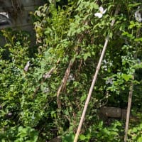 強風が吹き荒れる
