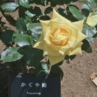 ベルモント公園のばら 3