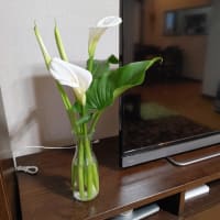 画像の移行を始めました。
