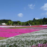 堀之内の芝桜