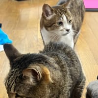 老猫たち。